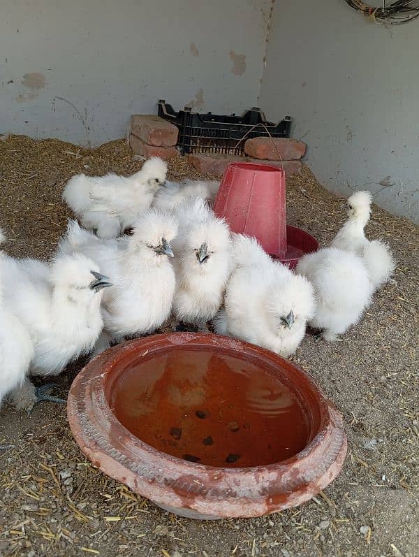 White Silkies Blue Ears 1