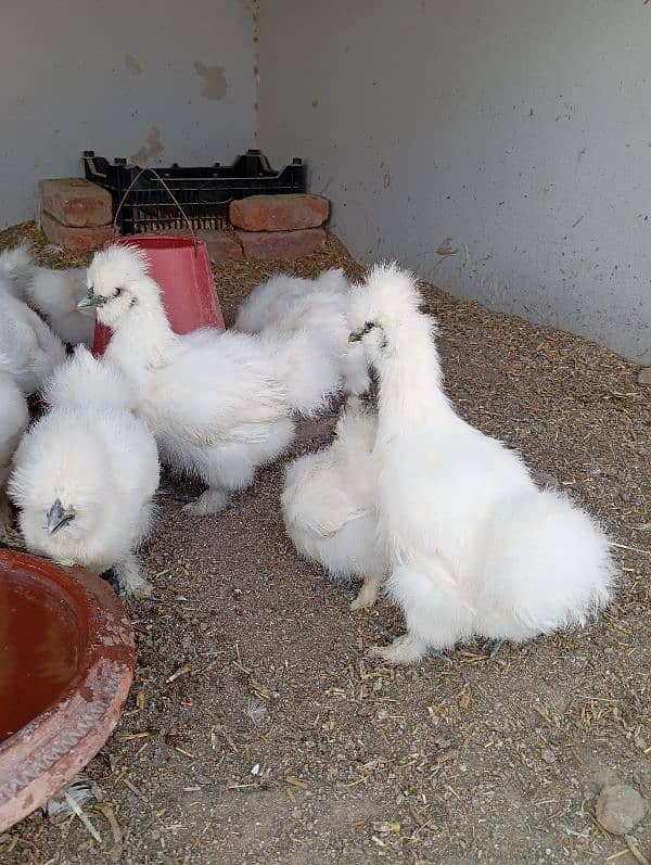 White Silkies Blue Ears 2