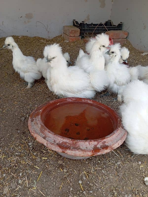 White Silkies Blue Ears 4