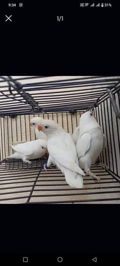 Albino red eye confirm breeder pair ha