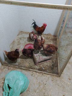 6 Hens female or hen male