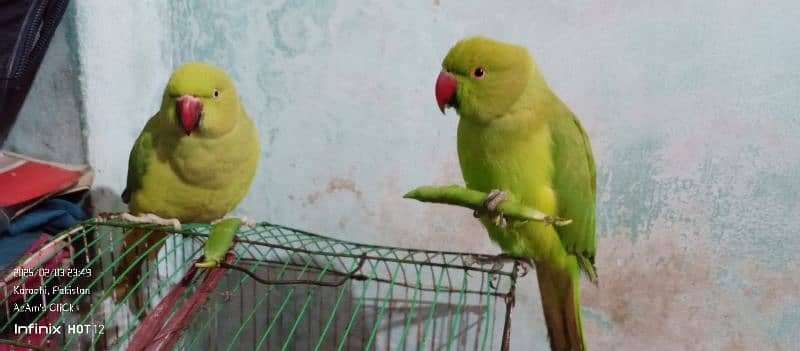 Parrot Pair With Medium Size Cage For Sell 16k Final. its An Emergency. 0