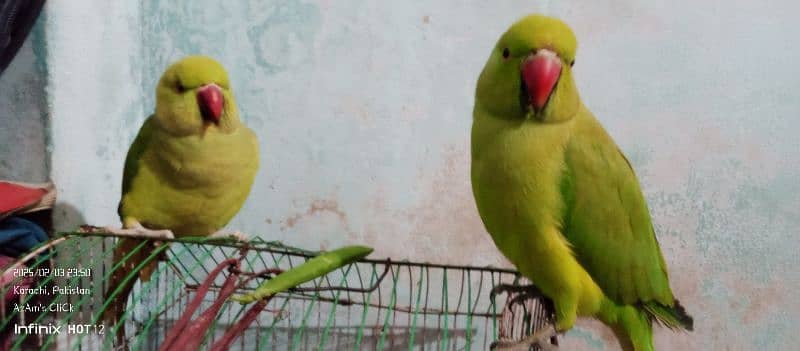 Parrot Pair With Medium Size Cage For Sell 16k Final. its An Emergency. 1