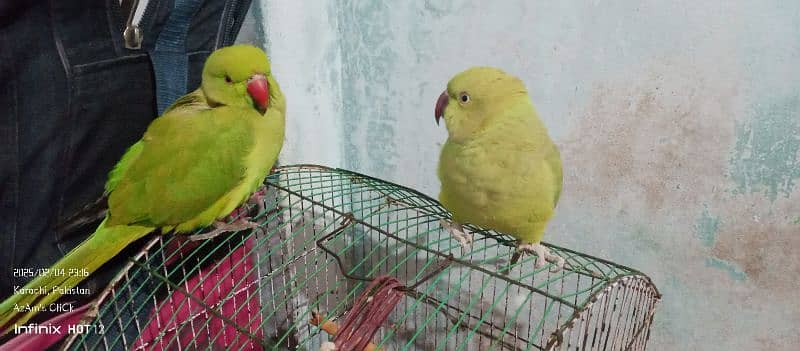 Parrot Pair With Medium Size Cage For Sell 16k Final. its An Emergency. 2