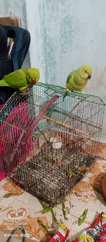 Parrot Pair With Medium Size Cage For Sell 16k Final. its An Emergency. 3