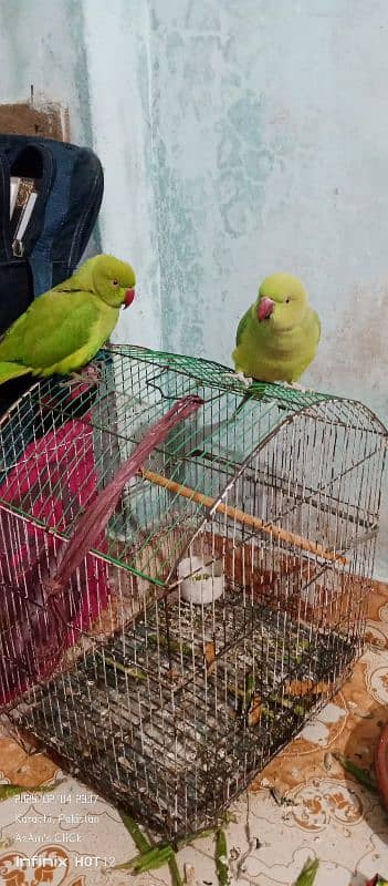 Parrot Pair With Medium Size Cage For Sell 16k Final. its An Emergency. 4