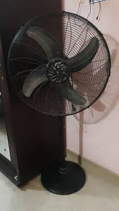 genuine fan