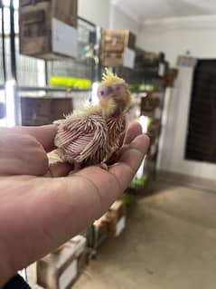 Cockateil chicks for handfeed