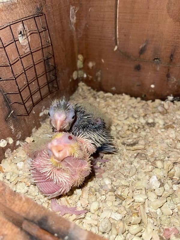 Cockateil chicks for handfeed 2