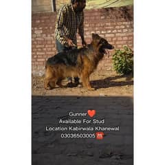 German Shepherd Long Coat Male For Sale And Cross, Kabirwala Khanewal