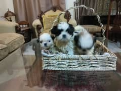 Shihtzu top class quality puppies