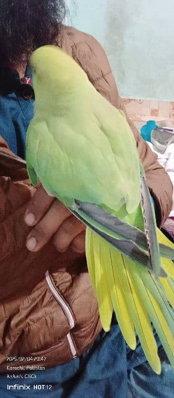 Parrot Pair With Medium Size Cage For Sell 16k Final. its An Emergency. 5