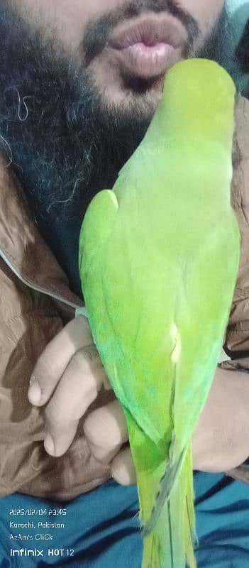 Parrot Pair With Medium Size Cage For Sell 16k Final. its An Emergency. 6