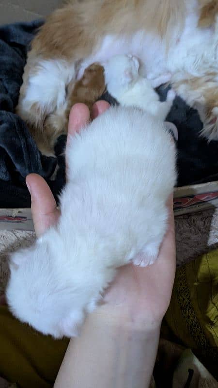 12 days kitten for b00kin high qualty pure Persian 4 coated 3 colour 1