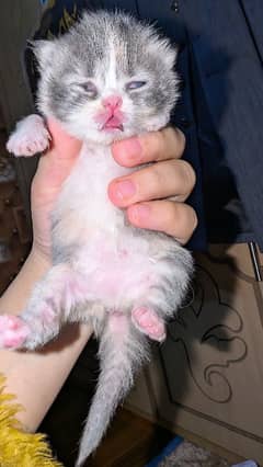 12 days kitten for b00kin high qualty pure Persian 4 coated 3 colour