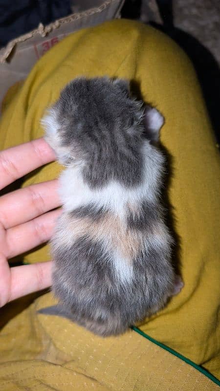 12 days kitten for b00kin high qualty pure Persian 4 coated 3 colour 2