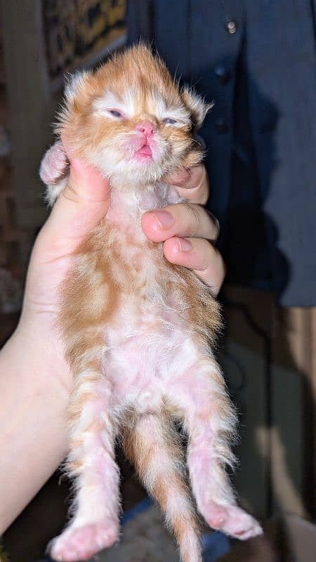 12 days kitten for b00kin high qualty pure Persian 4 coated 3 colour 3