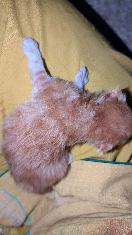 12 days kitten for b00kin high qualty pure Persian 4 coated 3 colour 4