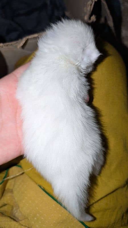 12 days kitten for b00kin high qualty pure Persian 4 coated 3 colour 6