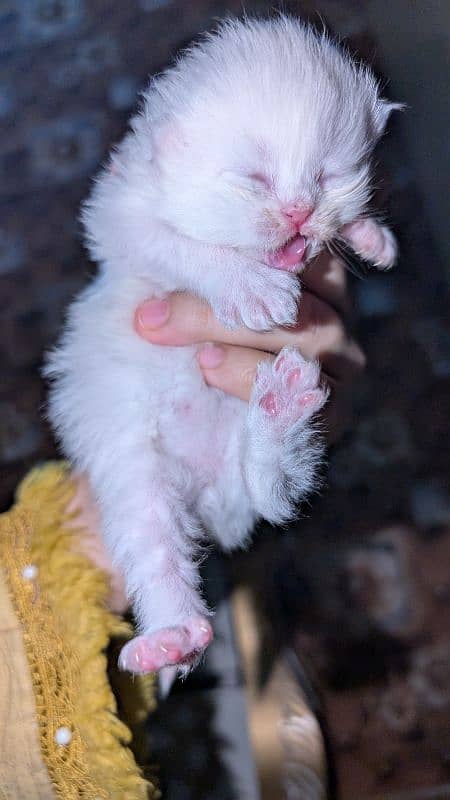 12 days kitten for b00kin high qualty pure Persian 4 coated 3 colour 7