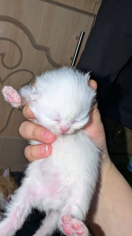 12 days kitten for b00kin high qualty pure Persian 4 coated 3 colour 8