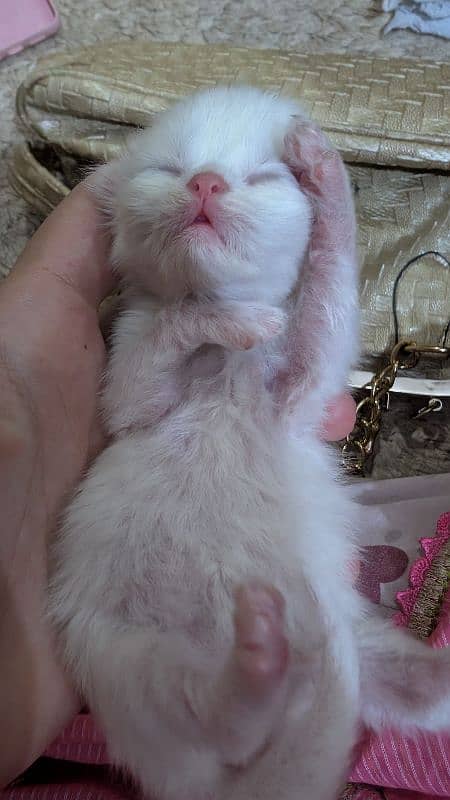 12 days kitten for b00kin high qualty pure Persian 4 coated 3 colour 13