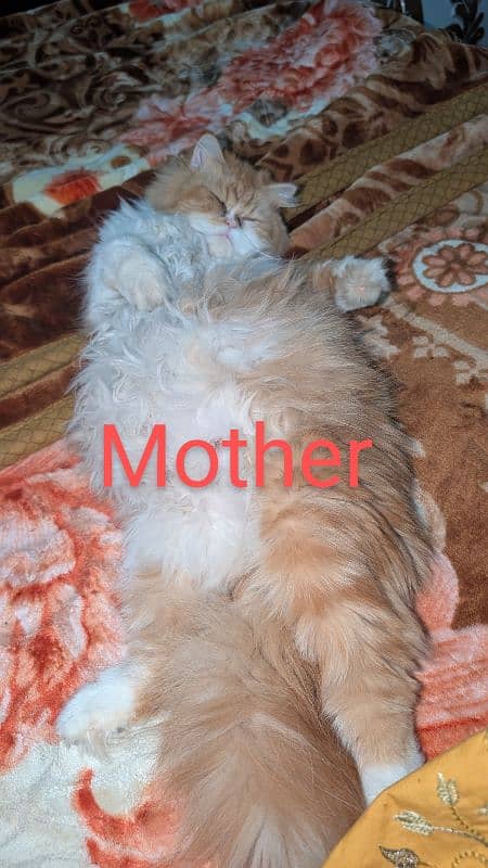 12 days kitten for b00kin high qualty pure Persian 4 coated 3 colour 15