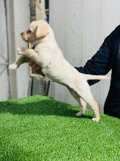 Labrador female puppy