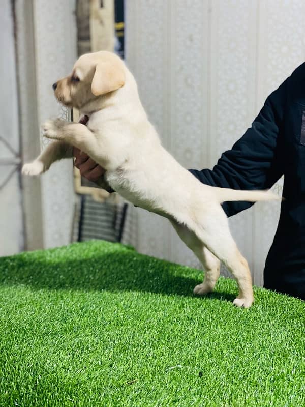 Labrador female puppy 0