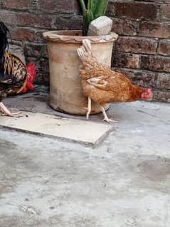 Pure Desi Hens For Sale (0322-4504527)