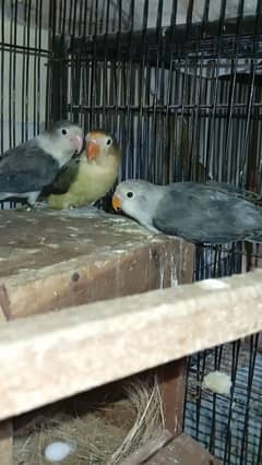 Love Bird Breeder Pair