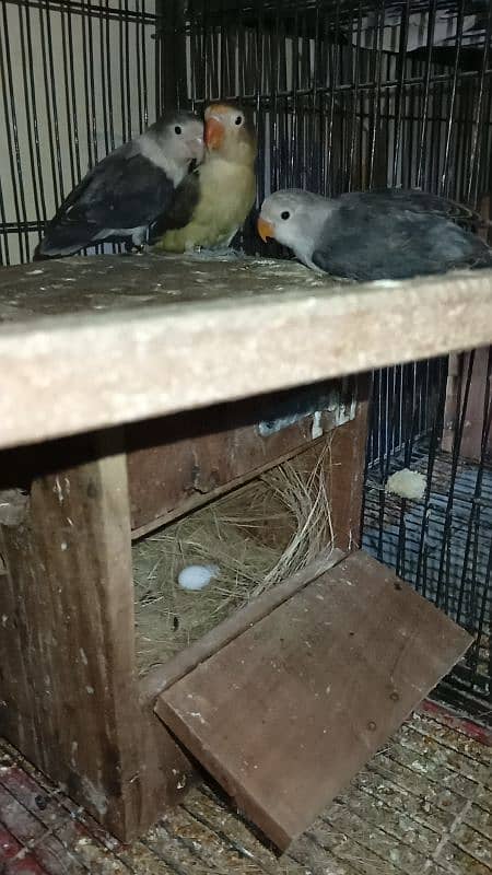 Love Bird Breeder Pair 1