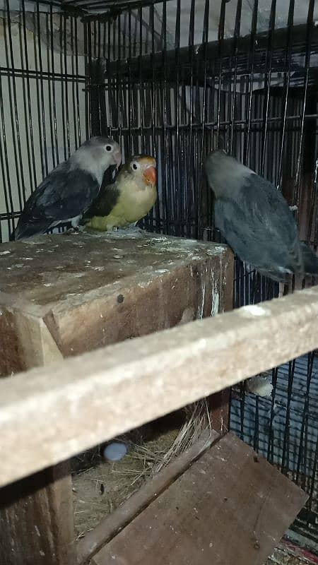 Love Bird Breeder Pair 2