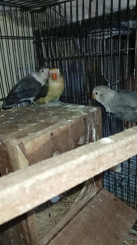 Love Bird Breeder Pair 3