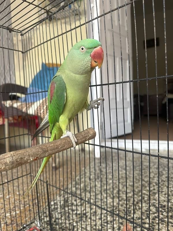 green parrot 0