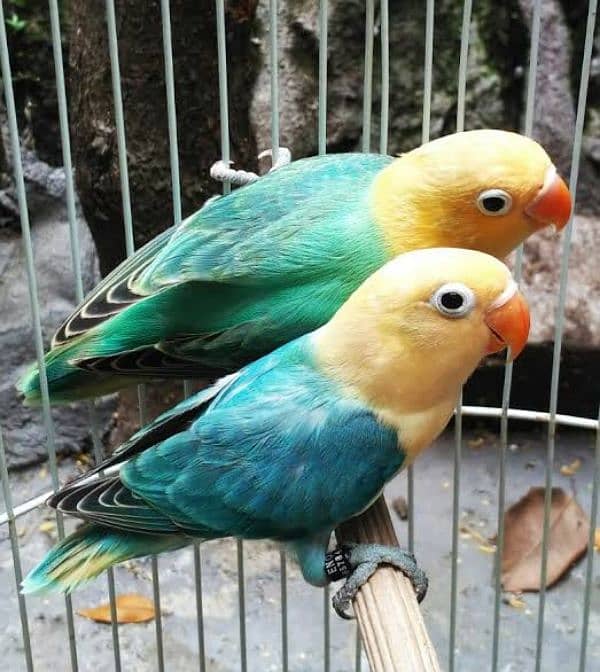 love bird for sale 0