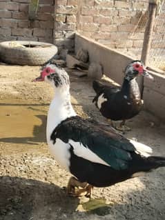 Muscovy ducks