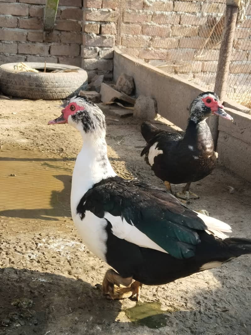 Muscovy ducks 0