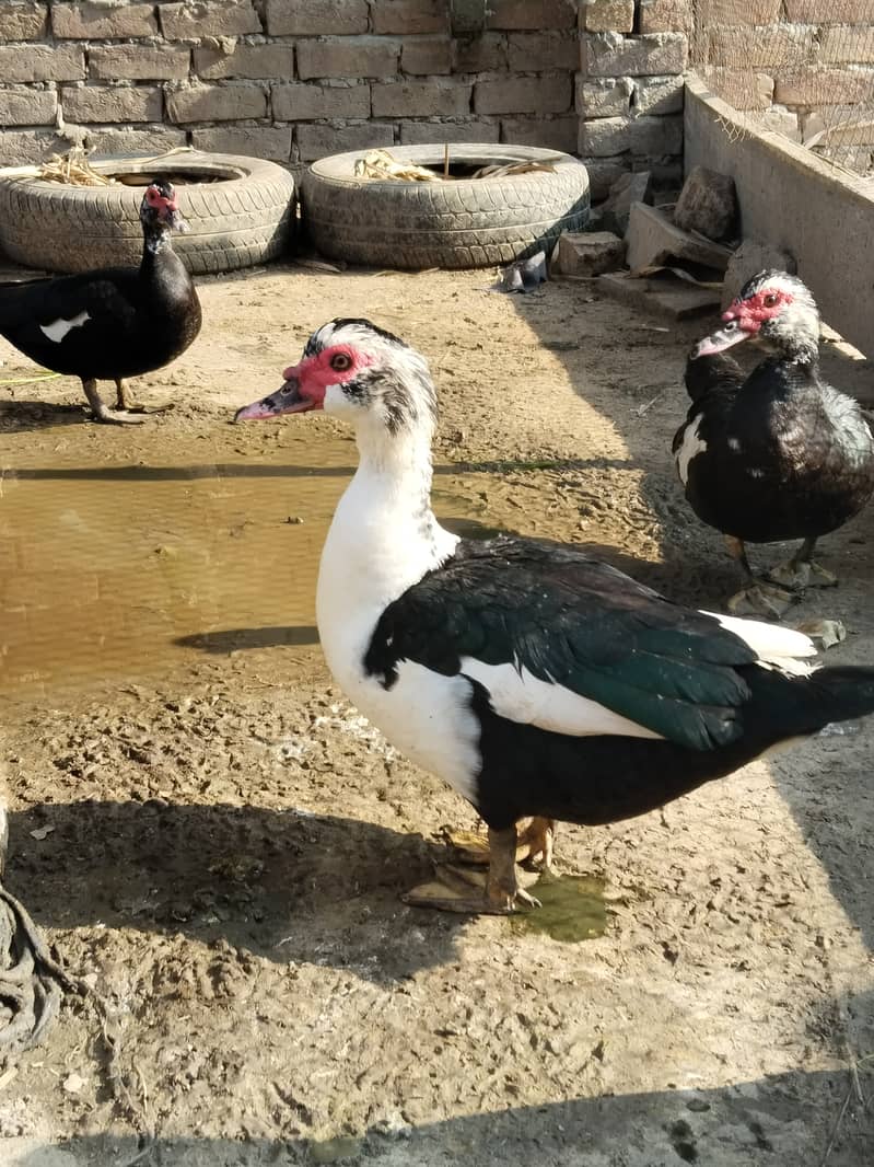 Muscovy ducks 1