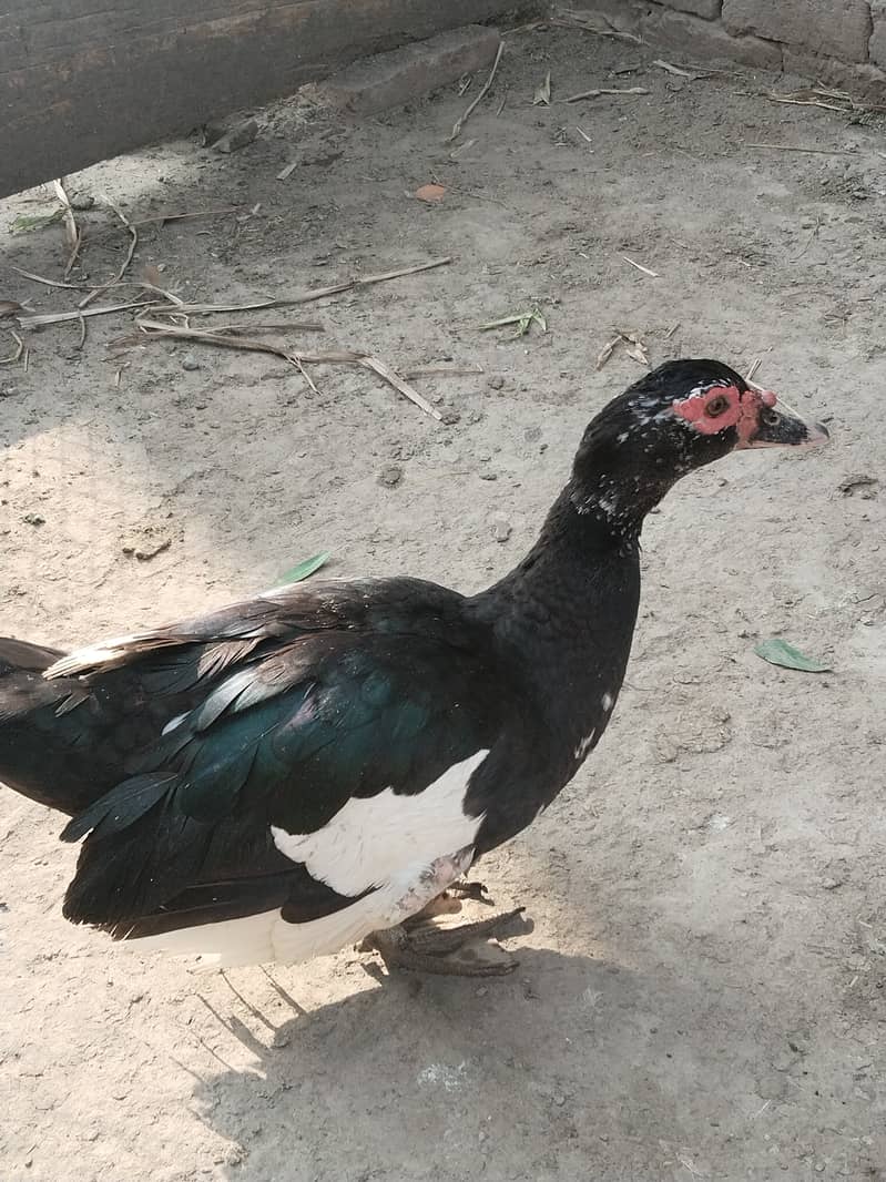 Muscovy ducks 2