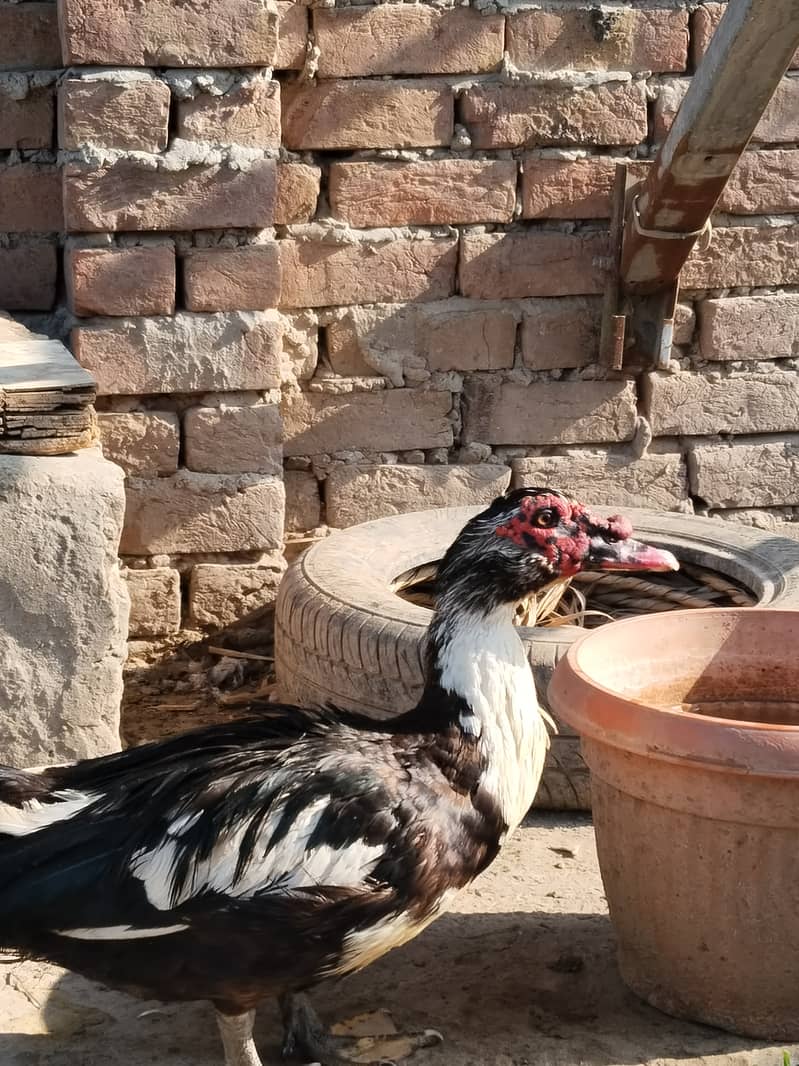 Muscovy ducks 3