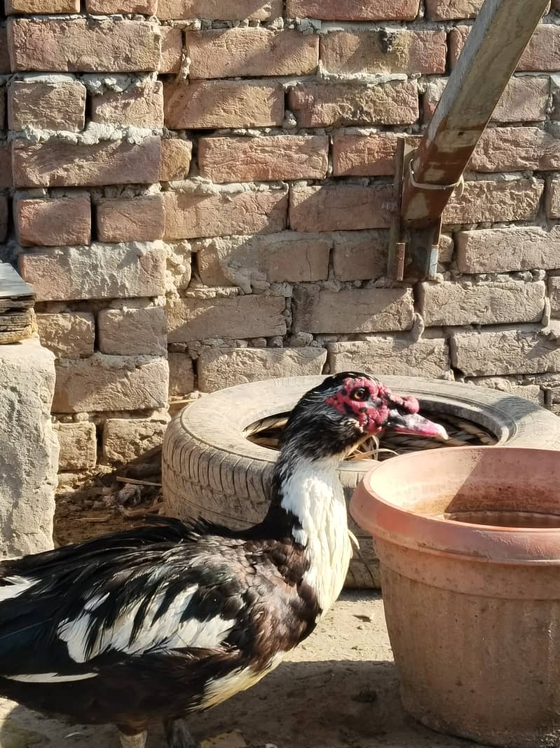 Muscovy ducks 4