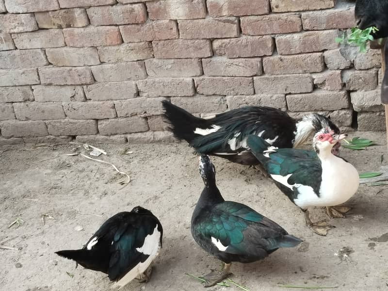 Muscovy ducks 5