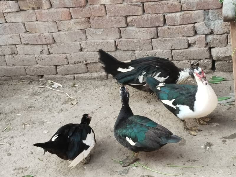 Muscovy ducks 6