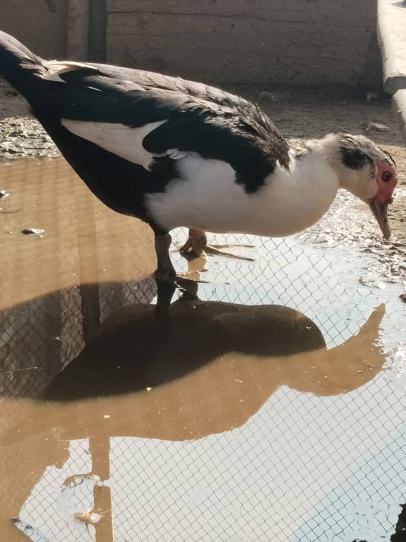 Muscovy ducks 7