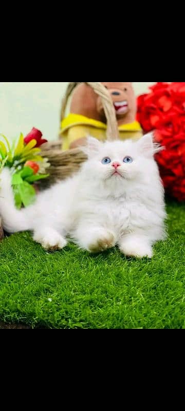 PERSIAN KITTEN FOR SALE ONLY CONTACT WHATUP  03292450497 1