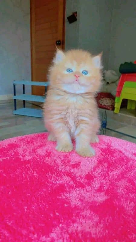 PERSIAN KITTEN FOR SALE ONLY CONTACT WHATUP  03292450497 5