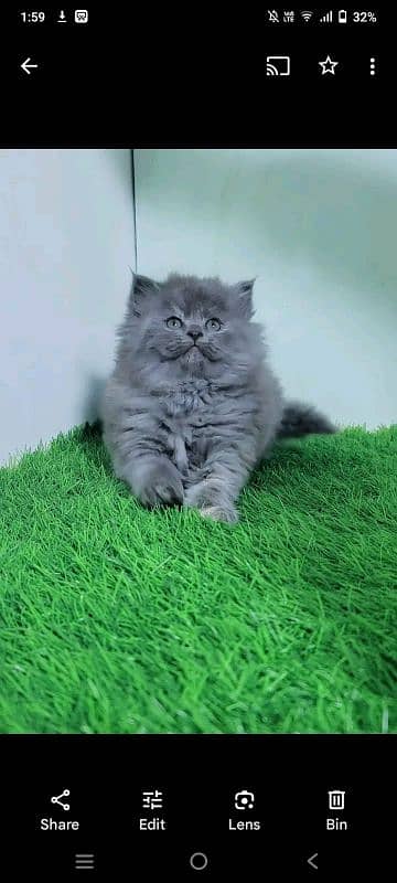 PERSIAN KITTEN FOR SALE ONLY CONTACT WHATUP  03292450497 10