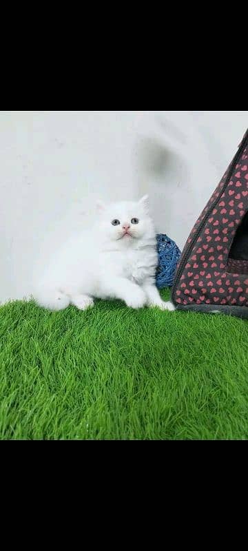 PERSIAN KITTEN FOR SALE ONLY CONTACT WHATUP  03292450497 13