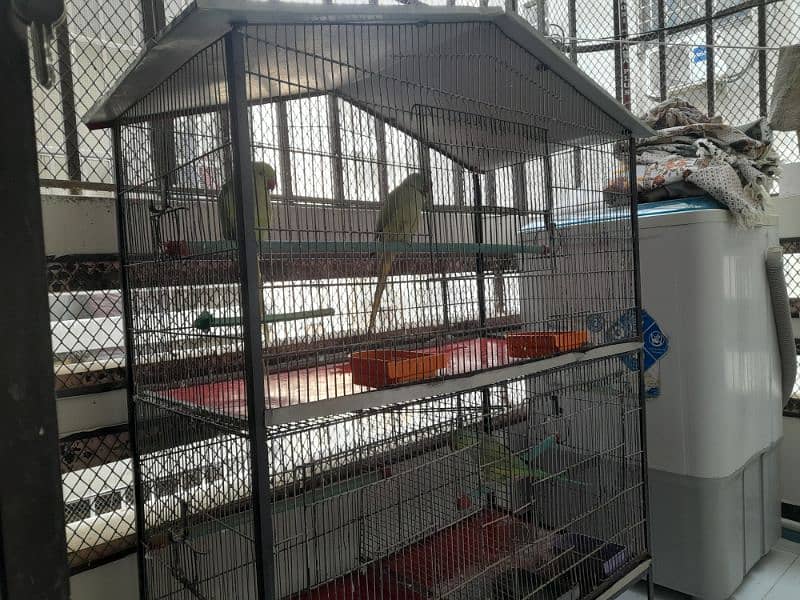 RING NECK PARROT SALE WITH CAGE 0